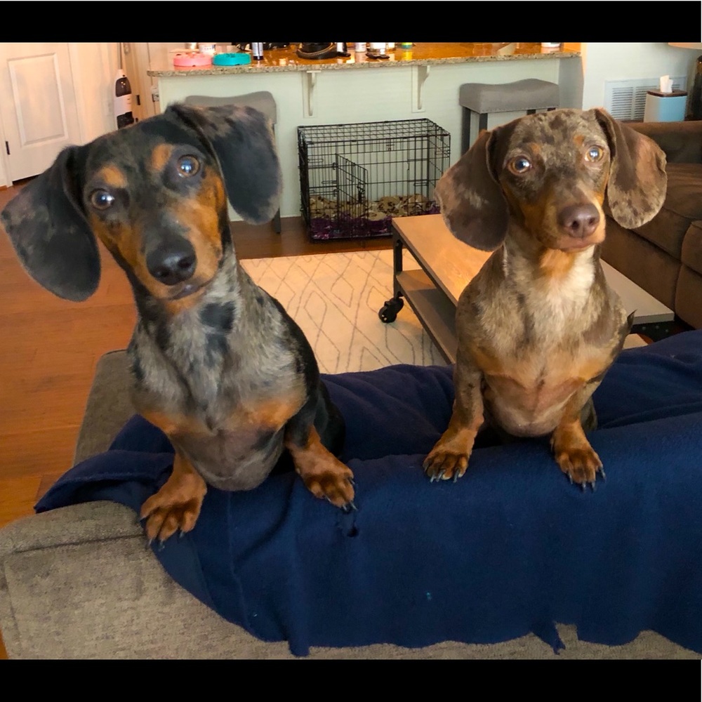 my puppers. Bambam and Pebbles. Not for sale😉